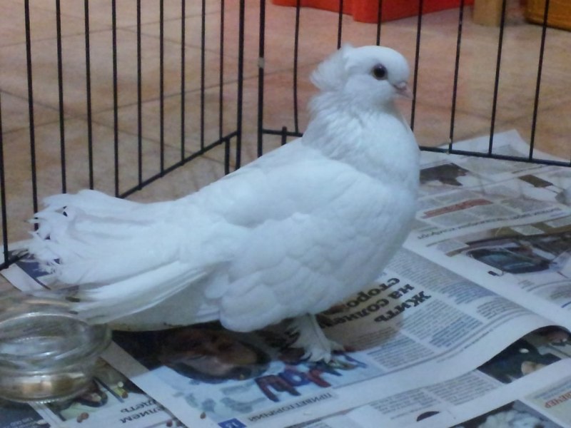 Порода голубей с хохолком сбоку