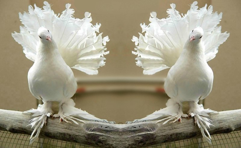Красивые голуби