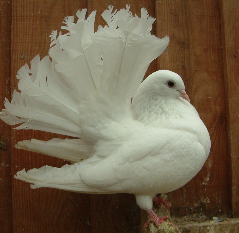 Голуби породы Павлин