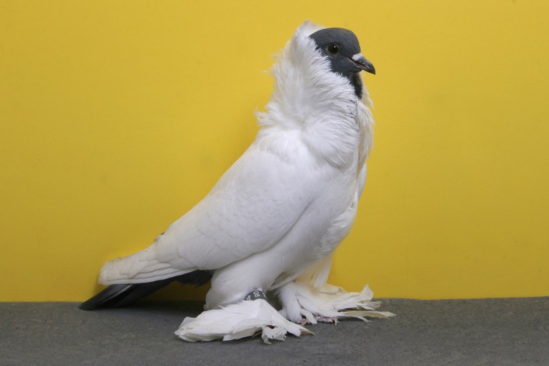 Породы голубей