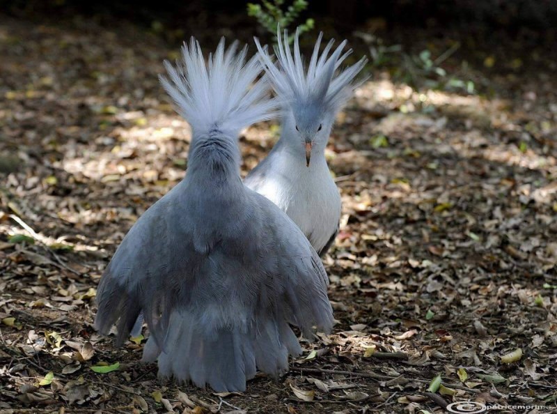 Новая Каледония птица кагу