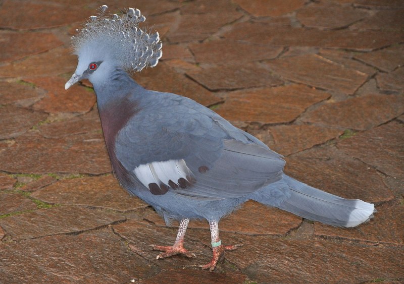 Голубь с хохолком