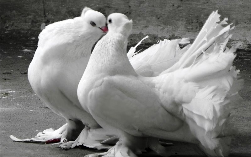 Голуби породы Павлин