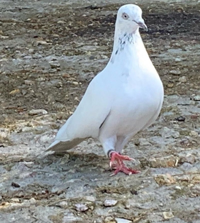 Белый голубь уличный
