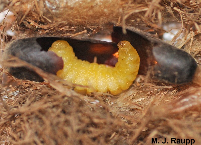 Личинка земляного шмеля