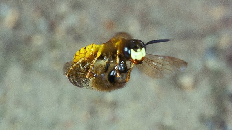 Перепончатокрылые личинки
