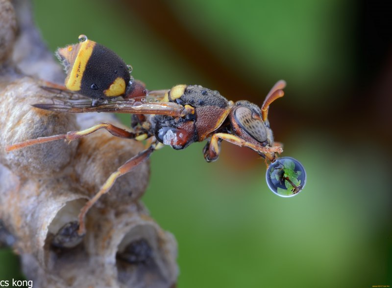 Личинки шмелей и ОС