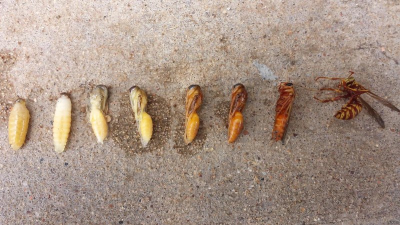 Шершень обыкновенный личинка