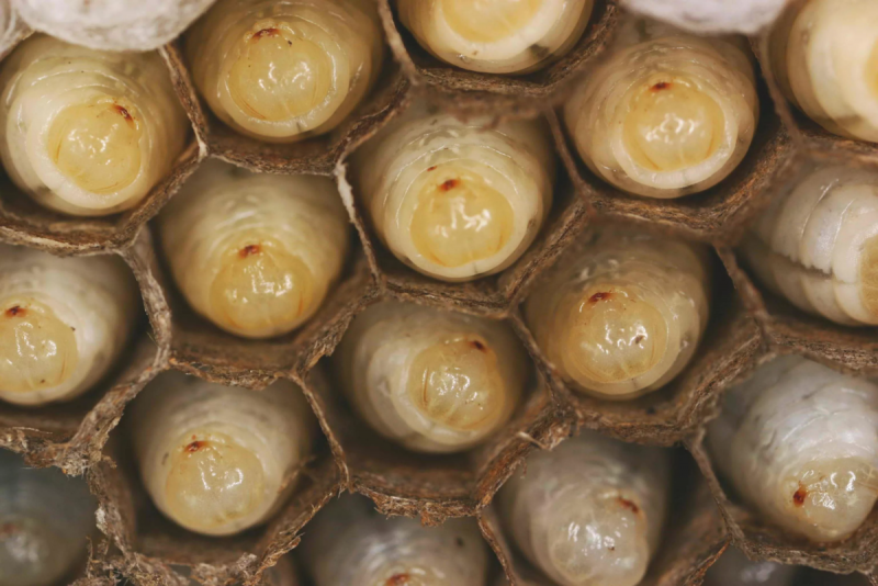 Шершень гнездо личинки