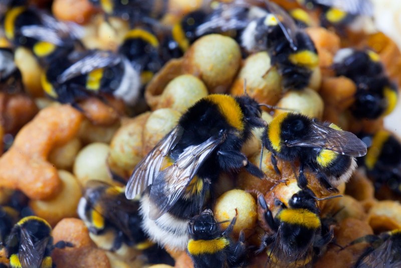 Гнездо шмелей с мёдом