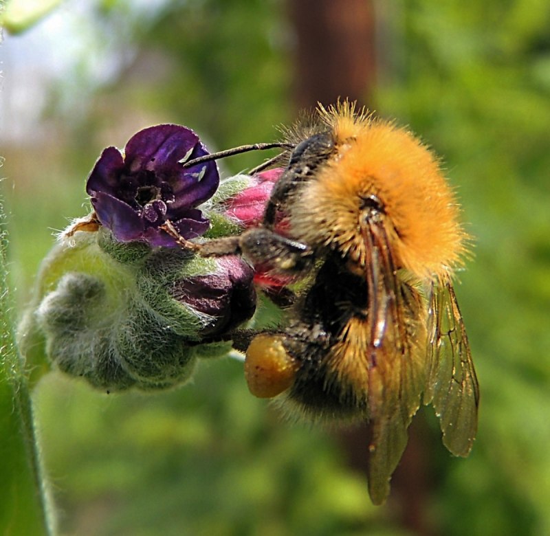 Лапки шмеля