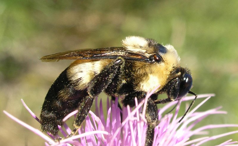 Bombus maculidorsis