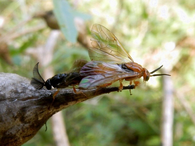 Муха рогохвост