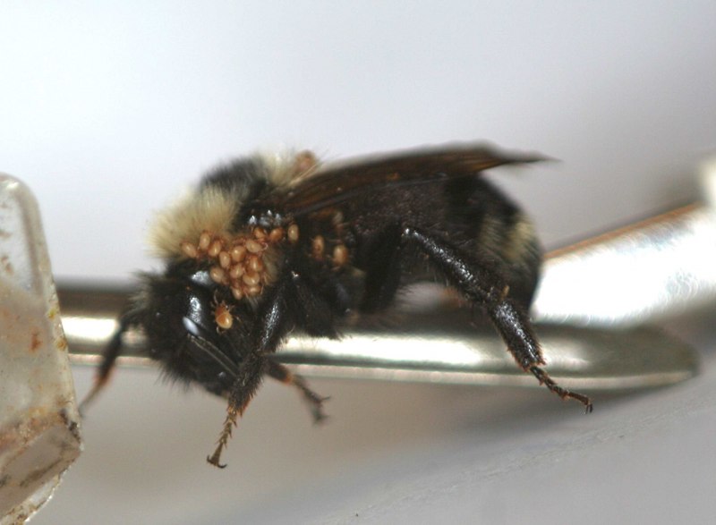 Браулез пчел