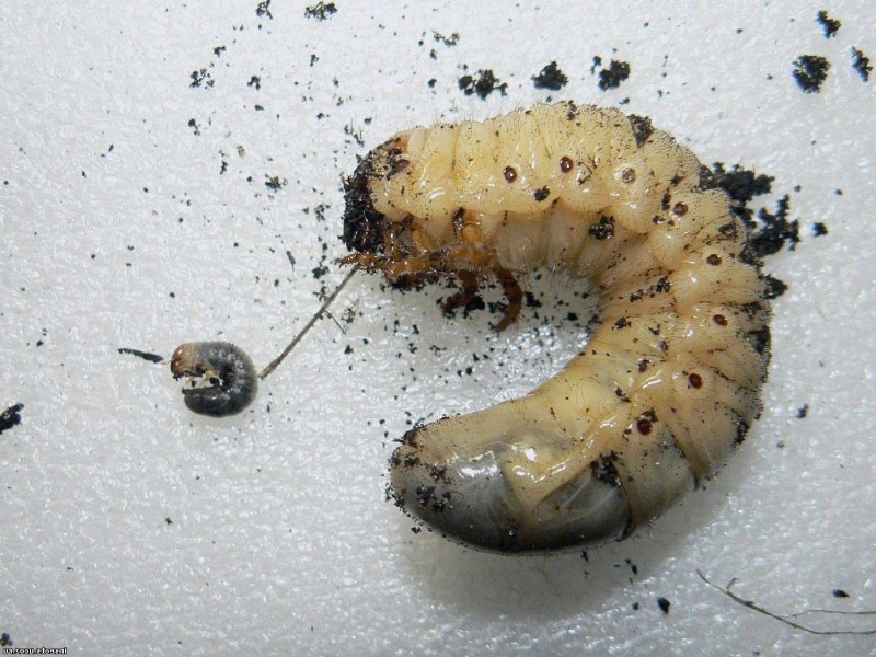 Червеобразные личинки пчелы