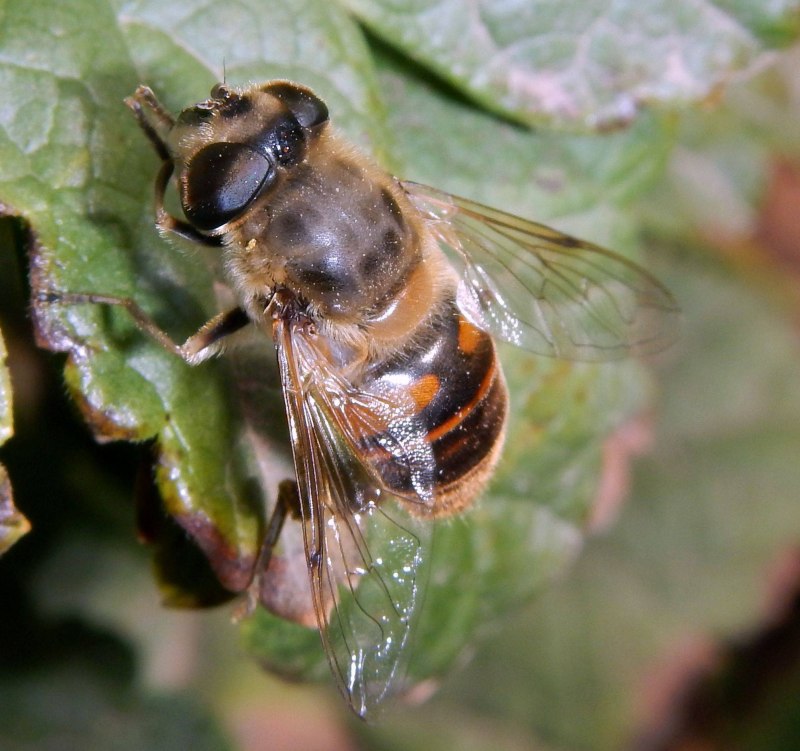 Муха журчалка