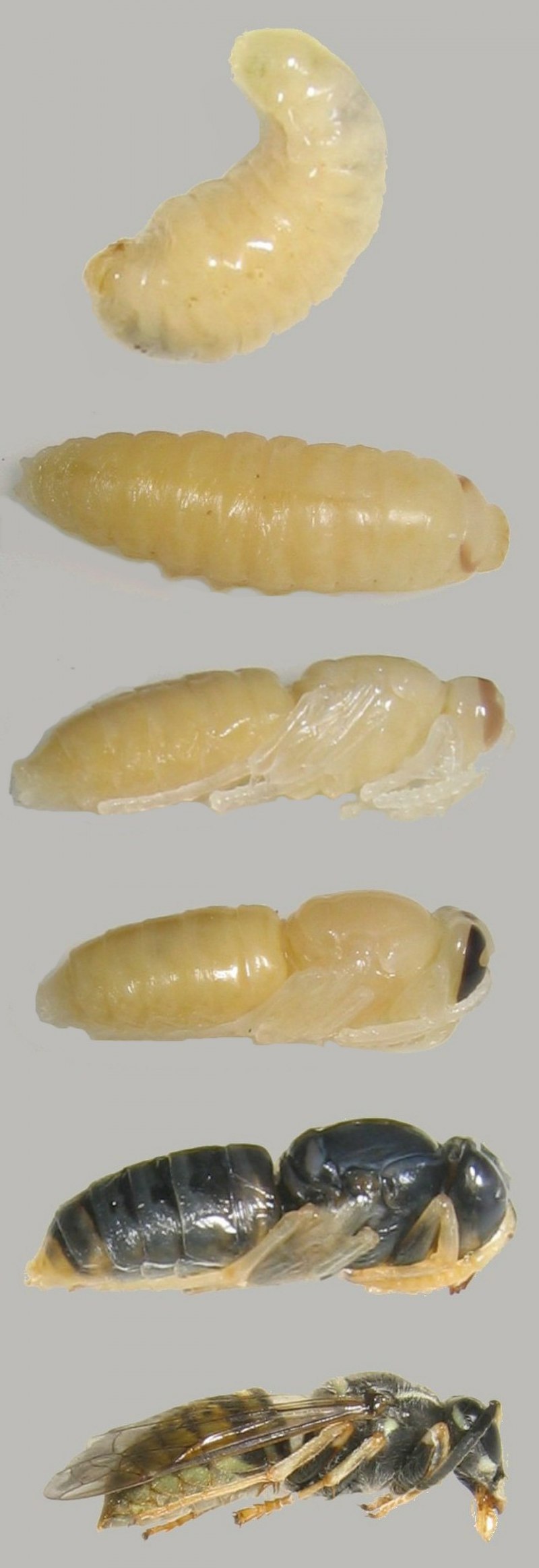 Имаго и личинка Перепончатокрылые