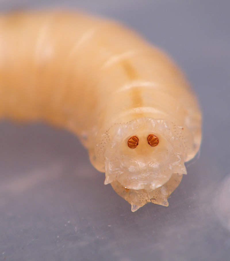 Яблонная Муха личинка Larva