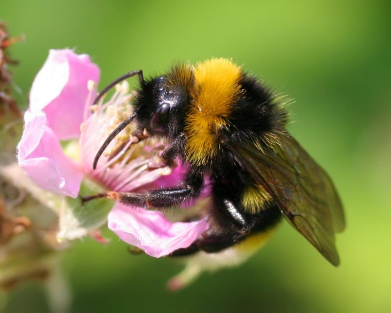 Шмель и пчела