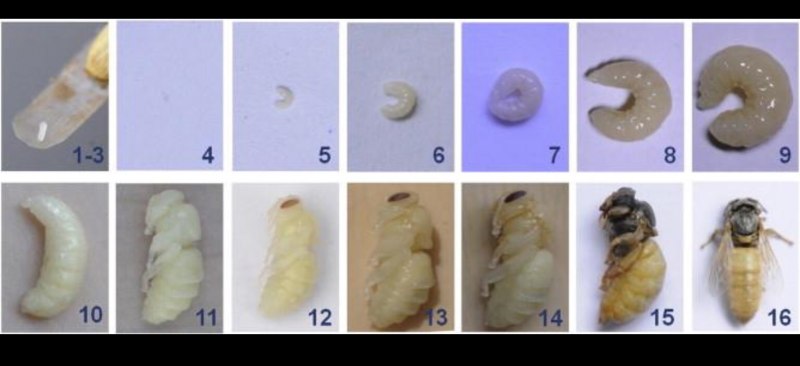 Стадии развития личинки пчелы по дням