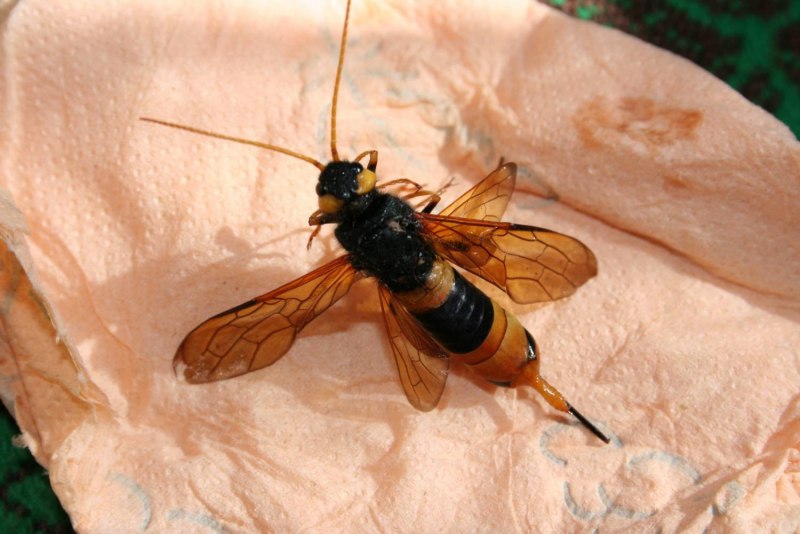 Шершень с яйцекладом