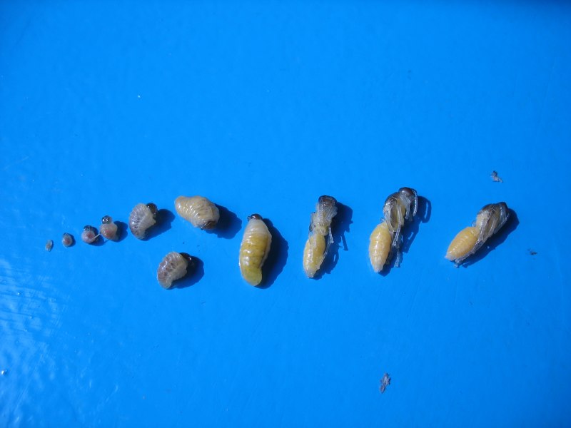 Осиные личинки