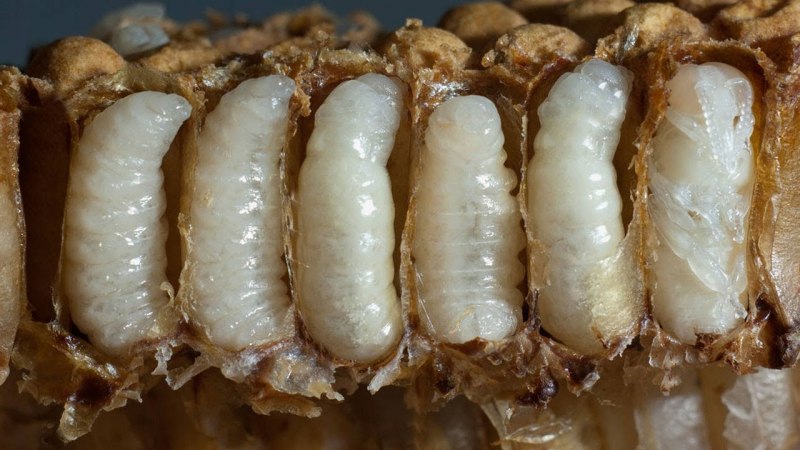 Червеобразные личинки пчелы