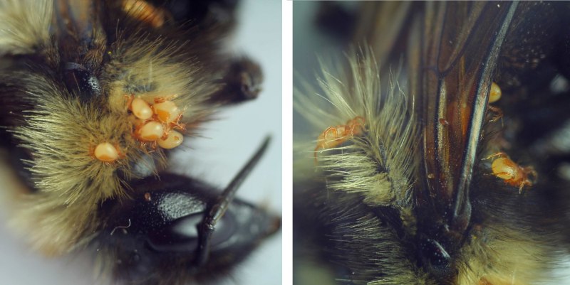 Браулез пчел