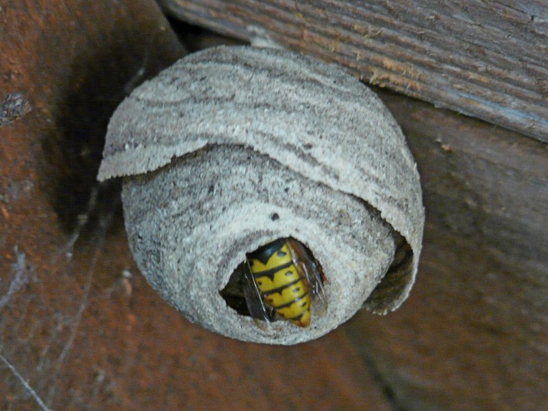 Wasp Nest Lips