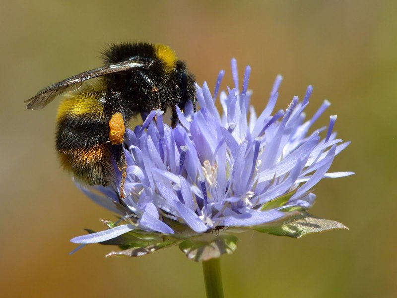Bombus soroensis