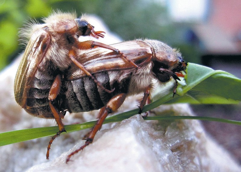 Спаривание Жуков навозников