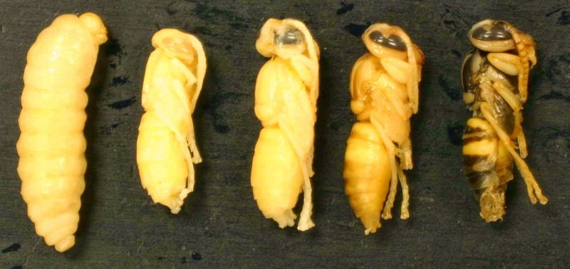 Шершень личинка куколка яйца