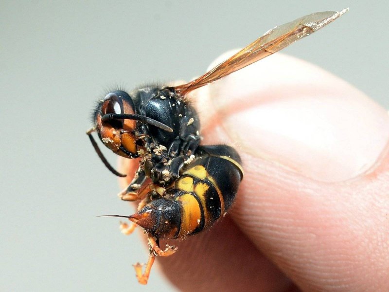Тропические Шершни Vespa velutina