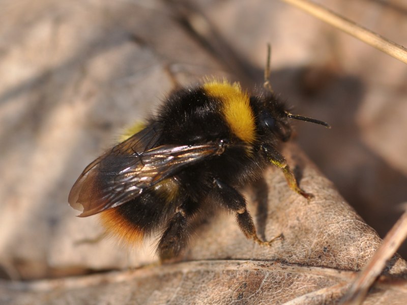 Bombus Bombus Шмель