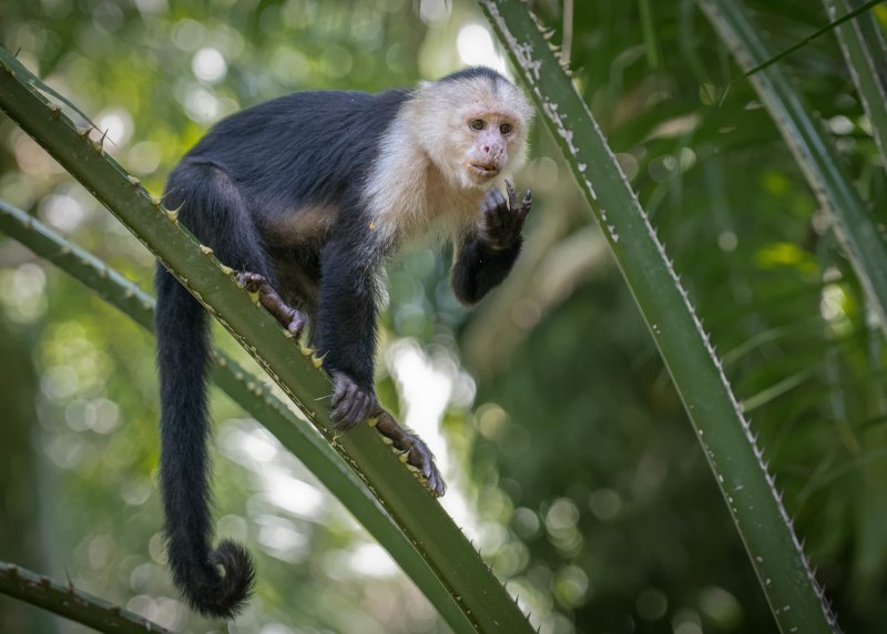 Белоголовый капуцин