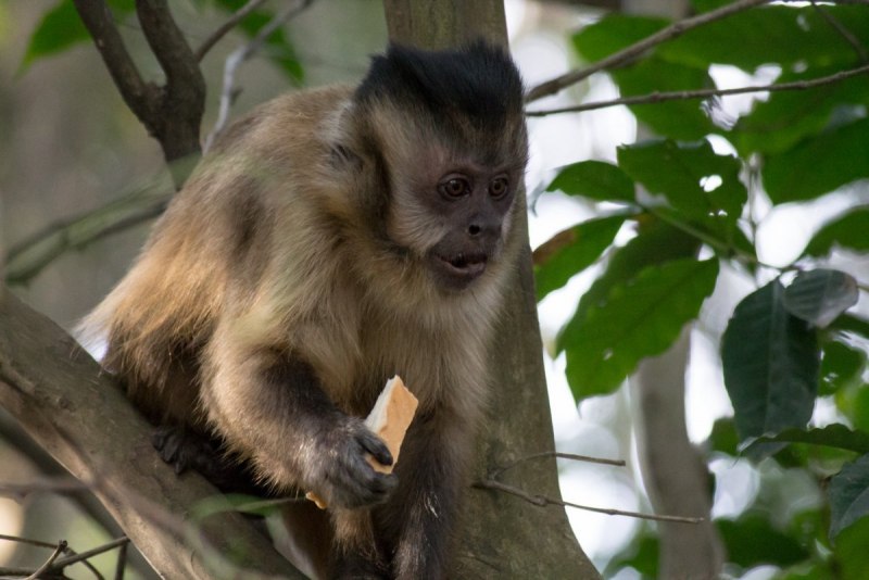 Приматы. Капуцины