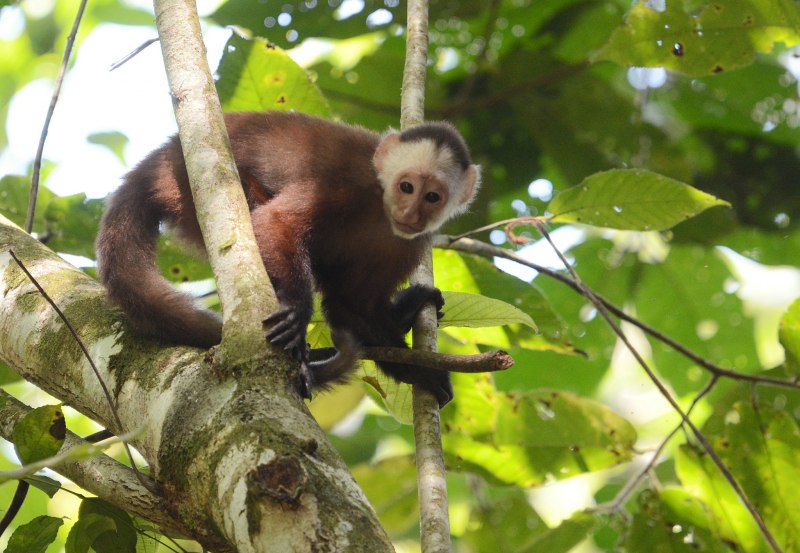 Капуцин-каапори (Cebus kaapori)