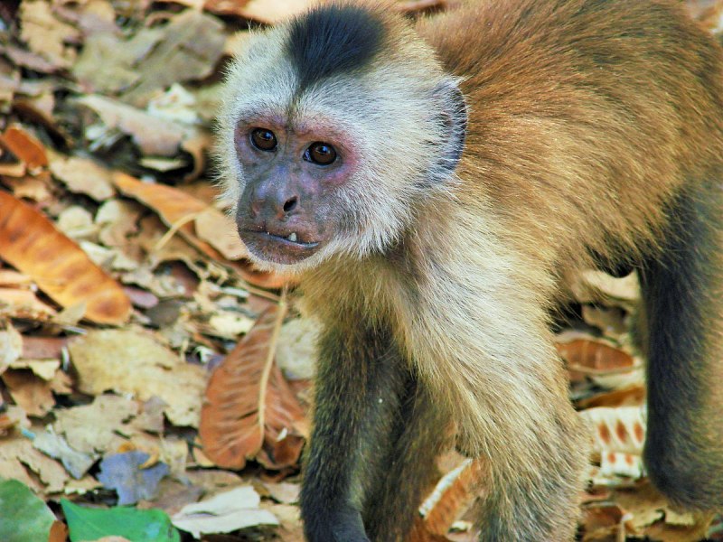 Белогрудый капуцин