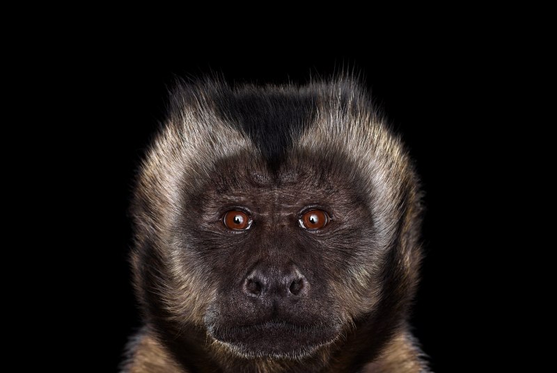 Сапаюс Апелла примат