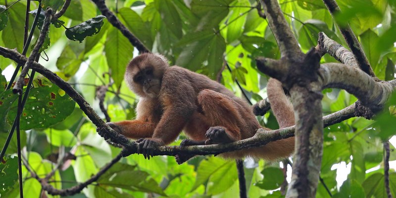 Стая Капуцинов