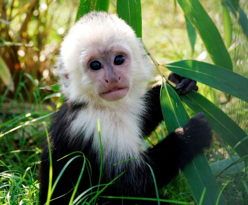 Капуцин морда