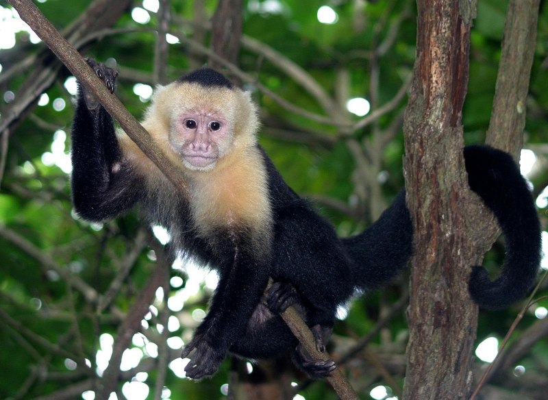 Обезьяна белогрудый капуцин