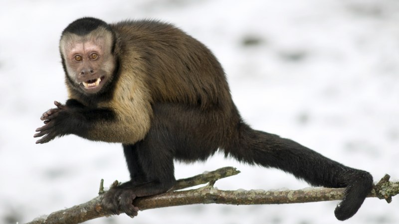 Капуцин Плакса обезьянка