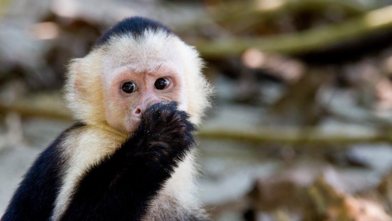 Коллекция обезьян