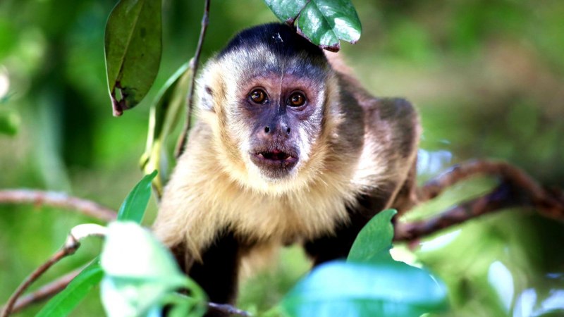 Мартышка капуцин