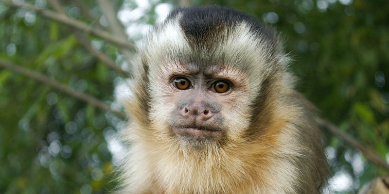 Капуцин коричневый