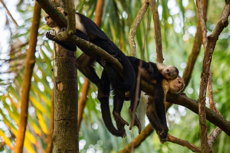 Капуцин монах обезьяна