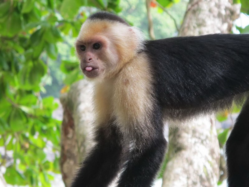 Белоголовый капуцин