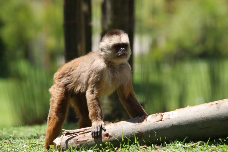 Белогрудый капуцин