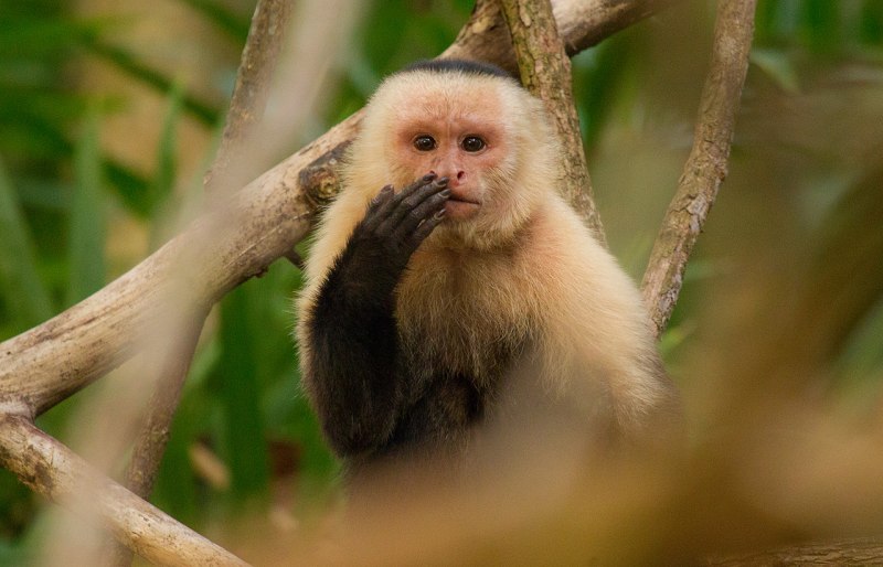 Обезьяна белогрудый капуцин